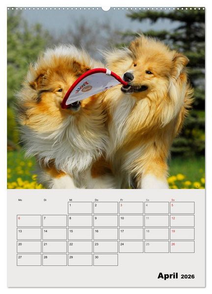 Produktbild: Collies - Freunde f&uuml;r&acute;s Leben (hochwertiger Premium Wandkalender 2026 DIN A2 hoch), Kunstdruck in Hochglanz