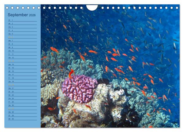 Produktbild: Momente im Blau - Ein Terminplaner f&uuml;r Unterwasser-Freunde (Wandkalender 2026 DIN A4 quer), CALVENDO Monatskalender