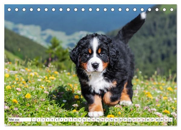 Produktbild: Berner Sennenhunde - Freunde f&uuml;r ein ganzes Leben (Tischkalender 2026 DIN A5 quer), CALVENDO Monatskalender