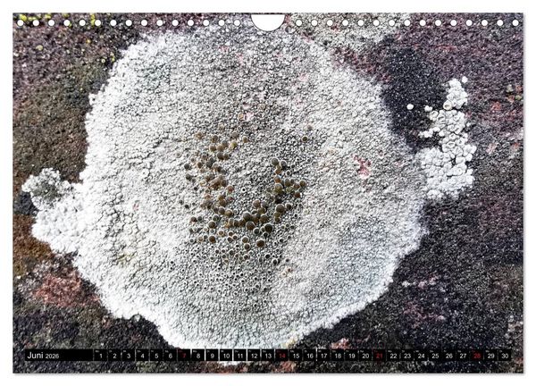 Produktbild: Welt der Flechten (Wandkalender 2026 DIN A4 quer), CALVENDO Monatskalender
