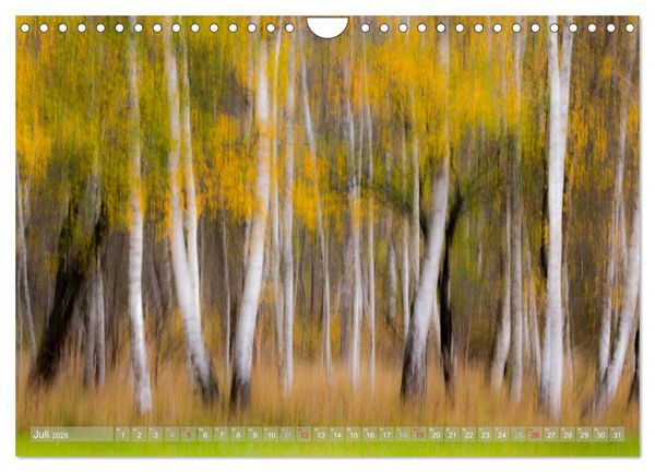 Produktbild: Atelier Wald - gemalt mit Licht (Wandkalender 2026 DIN A4 quer), CALVENDO Monatskalender