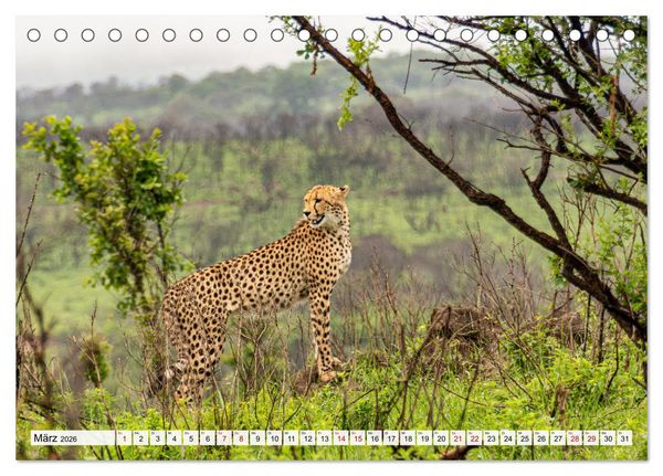 Produktbild: S&uuml;dafrika - Landschaft voller Vielfalt und Sch&ouml;nheit (Tischkalender 2026 DIN A5 quer), CALVENDO Monatskalender