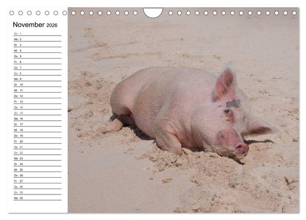 Produktbild: Schwimmende Schweine (Wandkalender 2026 DIN A4 quer), CALVENDO Monatskalender