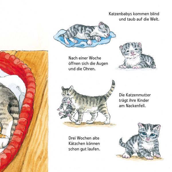 Produktbild: Maxi Pixi 463: Entdecke die Tierkinder