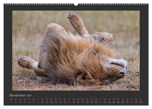 Produktbild: L&ouml;wen Wildlife-Fotografien (hochwertiger Premium Wandkalender 2027 DIN A2 quer), Kunstdruck in Hochglanz