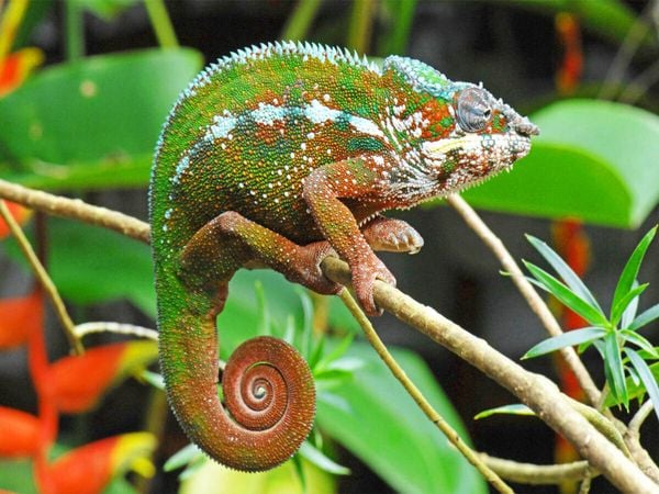 Produktbild: CALVENDO Puzzle Panther-Cham&auml;leon in leuchtenden Farben | 1000 Teile Lege-Gr&ouml;&szlig;e 64x48cm Foto-Puzzle f&uuml;r gl&uuml;ckliche Stunden