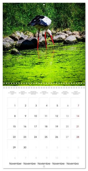 Produktbild: Whispers of Wings (Wall Calendar 2027 12 &times; 12 Inch) CALVENDO 12 Month Wall Calendar
