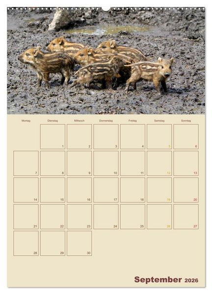 Produktbild: Wildschweine (hochwertiger Premium Wandkalender 2026 DIN A2 hoch), Kunstdruck in Hochglanz