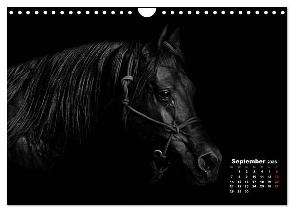 Produktbild: Pferde zwischen Licht und Schatten (Wandkalender 2026 DIN A4 quer), CALVENDO Monatskalender