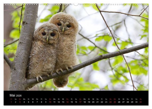 Produktbild: Waldk&auml;uze, fotografiert in M&uuml;nchen (Wandkalender 2026 DIN A2 quer), CALVENDO Monatskalender