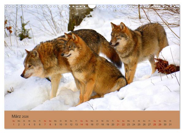 Produktbild: Begegnungen DER WOLF (Wandkalender 2026 DIN A3 quer), CALVENDO Monatskalender