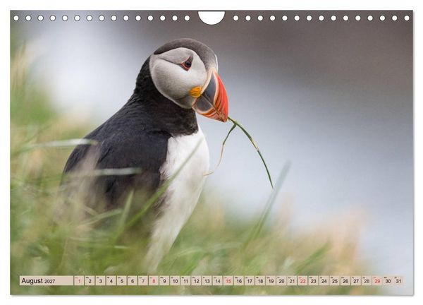 Produktbild: Papageitaucher - Puffins (Wandkalender 2027 DIN A4 quer), CALVENDO Monatskalender