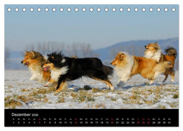 Produktbild: Faszination Collie 2026 (Tischkalender 2026 DIN A5 quer), CALVENDO Monatskalender