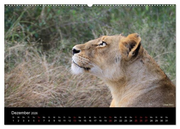 Produktbild: Raubkatzen (Wandkalender 2026 DIN A2 quer), CALVENDO Monatskalender
