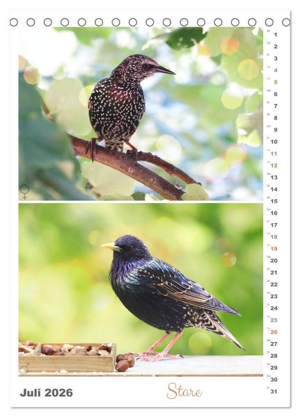 Produktbild: Vogel-Paare (Tischkalender 2026 DIN A5 hoch), CALVENDO Monatskalender