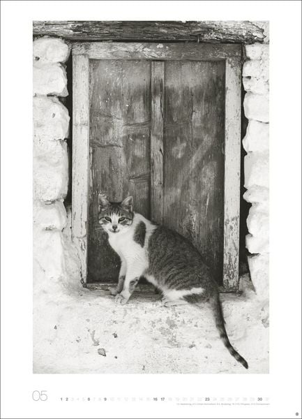 Produktbild: Cats Edition Kalender 2027