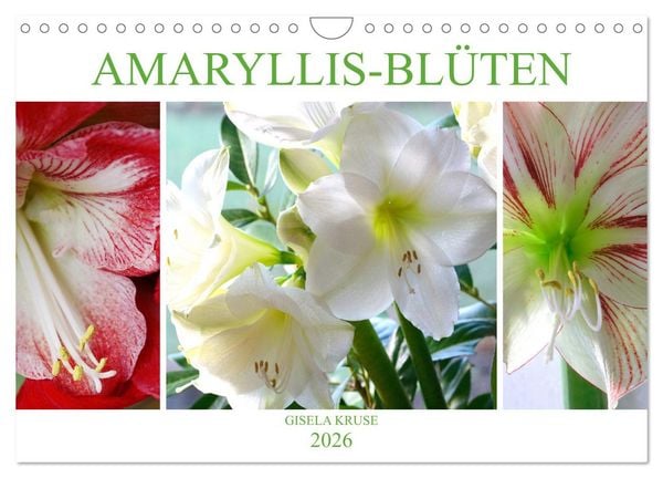 Amaryllis-Blüten (Wandkalender 2026 DIN A4 quer), CALVENDO Monatskalender