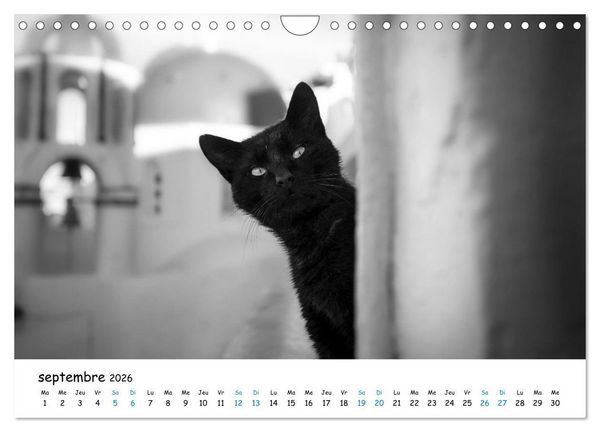 Produktbild: Chats de Santorin - Les princes d'Oia en noir et blanc (Calendrier mural 2026 DIN A4 vertical), CALVENDO calendrier mensuel