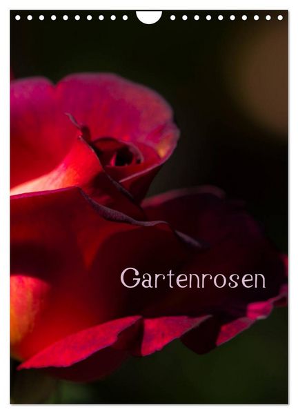 Gartenrosen (Wandkalender 2026 DIN A4 hoch), CALVENDO Monatskalender