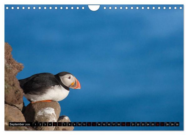 Produktbild: Papageitaucher: Clowns des Nordatlantik (Wandkalender 2026 DIN A4 quer), CALVENDO Monatskalender