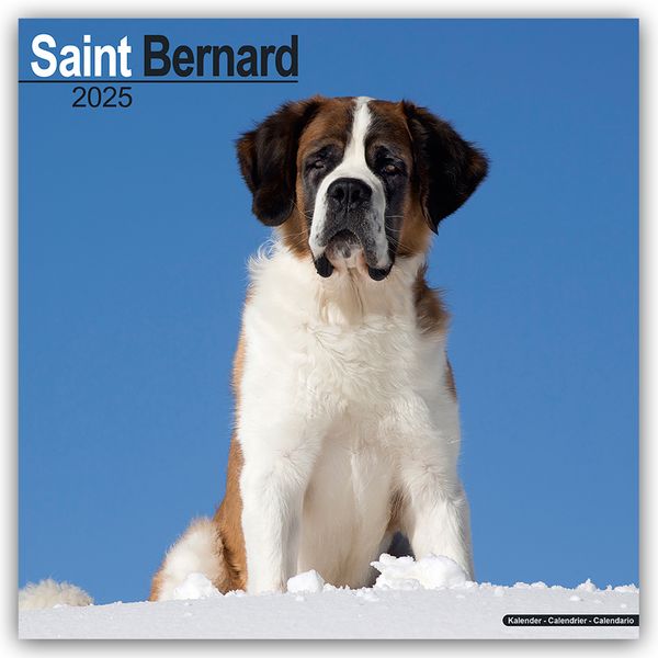 Saint Bernard - Bernhardiner 2025 - 16-Monatskalender