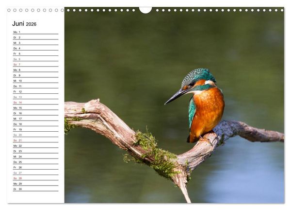 Produktbild: Eisv&ouml;gel (Wandkalender 2026 DIN A3 quer), CALVENDO Monatskalender