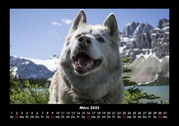 Produktbild: Hundezauber 2025 Fotokalender DIN A3