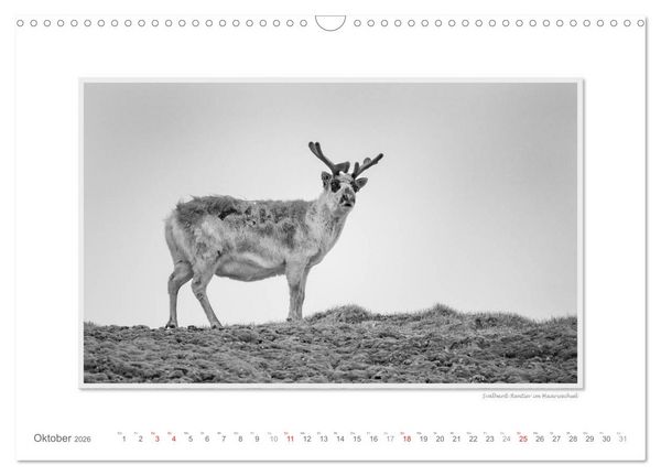 Produktbild: Spitzbergen Svalbard (Wandkalender 2026 DIN A3 quer), CALVENDO Monatskalender