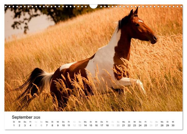 Produktbild: Pferde - Magdalena Strakova (Wandkalender 2026 DIN A3 quer), CALVENDO Monatskalender