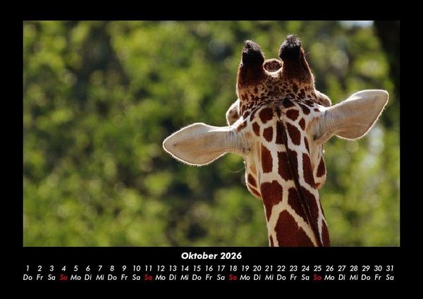 Produktbild: Tierkalender 2026 Fotokalender DIN A3