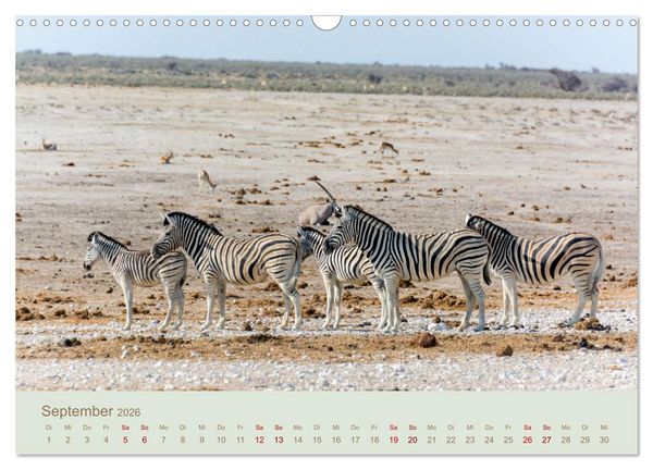 Produktbild: Zebras in Afrika (Wandkalender 2026 DIN A3 quer), CALVENDO Monatskalender