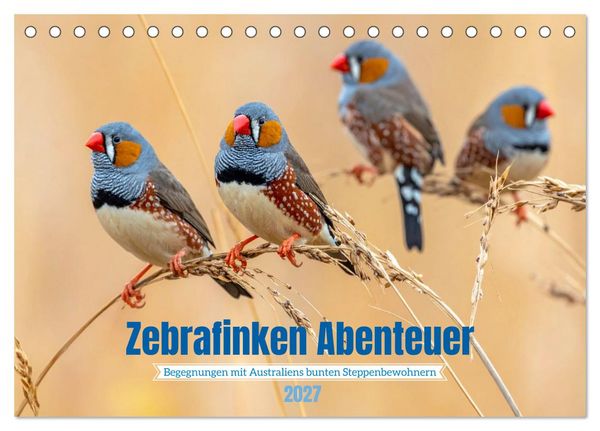 Produktbild: Zebrafinken Abenteuer (Tischkalender 2027 DIN A5 quer), CALVENDO Monatskalender