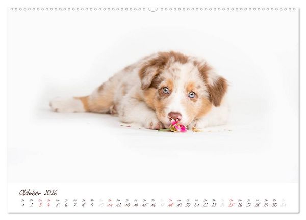Produktbild: Wunderbare Australian Shepherds (hochwertiger Premium Wandkalender 2026 DIN A2 quer), Kunstdruck in Hochglanz