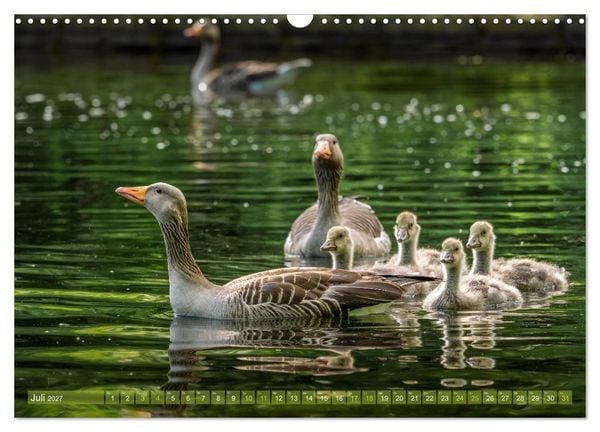 Produktbild: Gans sch&ouml;n wild (Wandkalender 2027 DIN A3 quer), CALVENDO Monatskalender