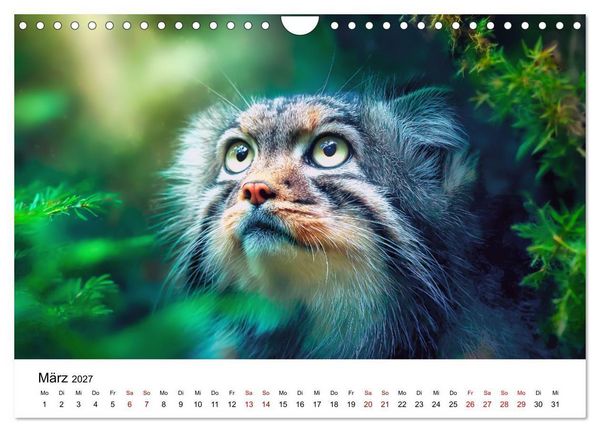 Produktbild: Gegen alles! - Pallaskatzen in ihrer Welt (Wandkalender 2027 DIN A4 quer), CALVENDO Monatskalender