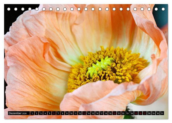 Produktbild: Mohnbl&uuml;ten-Portr&auml;ts (Tischkalender 2026 DIN A5 quer), CALVENDO Monatskalender