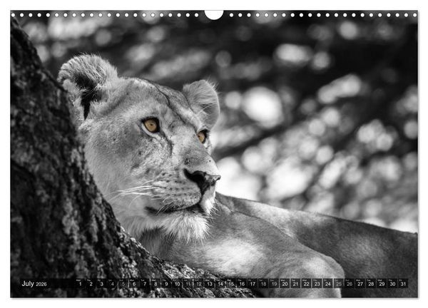 Produktbild: tanzania fine art (Wall Calendar 2026 DIN A3 landscape), CALVENDO 12 Month Wall Calendar
