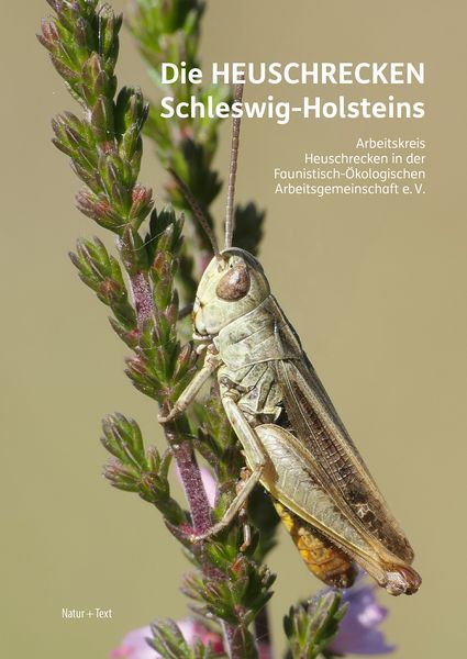 Die Heuschrecken Schleswig-Holsteins, Gebundene Ausgabe von Christian Winkler,Arne Drews,Manfred Haacks,Bettina Holsten,Andreas Klinge, Natur & Text,