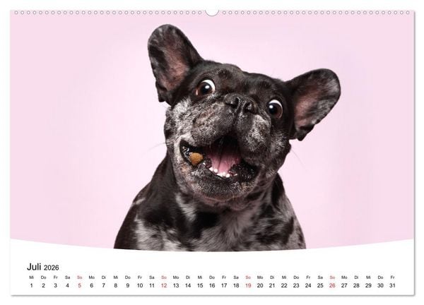 Produktbild: Bullys - Franz&ouml;sische Bulldoggen 2026 (Wandkalender 2026 DIN A2 quer), CALVENDO Monatskalender