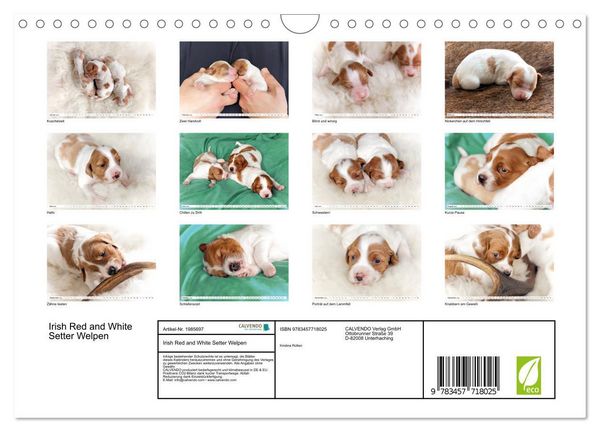 Produktbild: Irish Red and White Setter Welpen (Wandkalender 2026 DIN A4 quer), CALVENDO Monatskalender