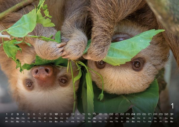 Produktbild: Faultiere &ndash; Chill mal! - 2027 - Kalender DIN A2