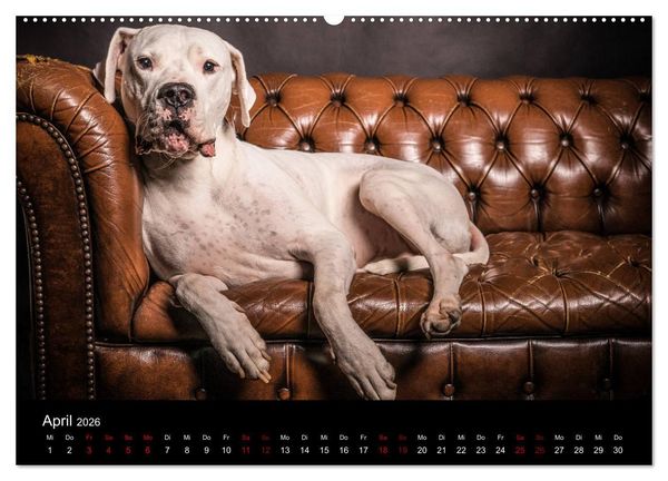 Produktbild: DOGO ARGENTINO (Wandkalender 2026 DIN A2 quer), CALVENDO Monatskalender