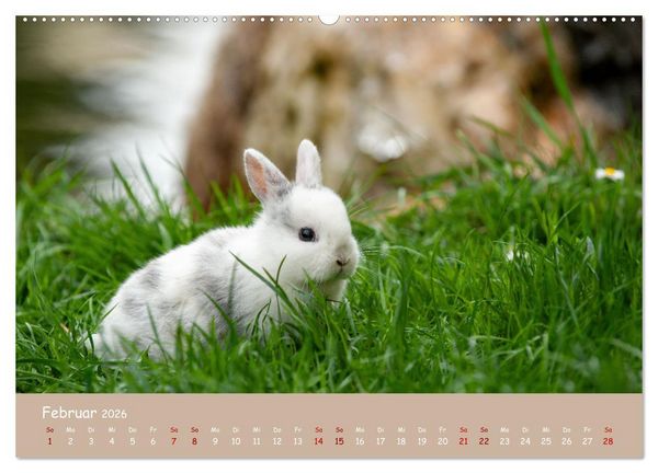 Produktbild: Flauschige Fellkn&auml;uel (Wandkalender 2026 DIN A2 quer), CALVENDO Monatskalender