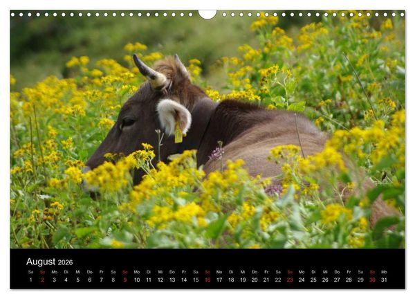 Produktbild: Gl&uuml;ckliches Rindvieh 2026 (Wandkalender 2026 DIN A3 quer), CALVENDO Monatskalender