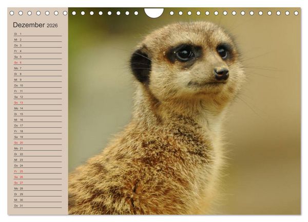 Produktbild: Erdm&auml;nnchen (Wandkalender 2026 DIN A4 quer), CALVENDO Monatskalender