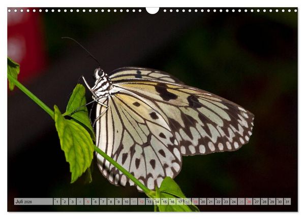 Produktbild: Schmetterlinge - zarte Gesch&ouml;pfe der Natur (Wandkalender 2026 DIN A3 quer), CALVENDO Monatskalender
