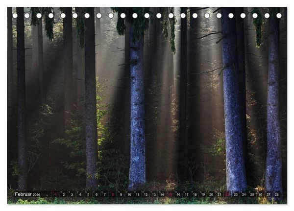 Produktbild: Erleuchtung im Wald (Tischkalender 2026 DIN A5 quer), CALVENDO Monatskalender