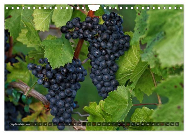 Produktbild: Weinlagen in Franken (Wandkalender 2026 DIN A4 quer), CALVENDO Monatskalender