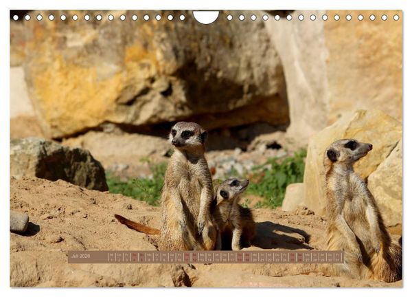 Produktbild: Erdm&auml;nnchen (Wandkalender 2026 DIN A4 quer), CALVENDO Monatskalender