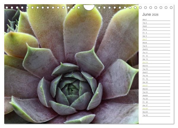 Produktbild: Sempervivum Fascinating Succulents (Wall Calendar 2026 DIN A4 landscape), CALVENDO 12 Month Wall Calendar